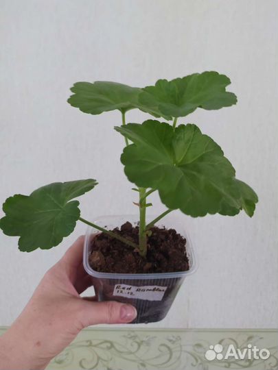 Пеларгония розебудная красная и розовая