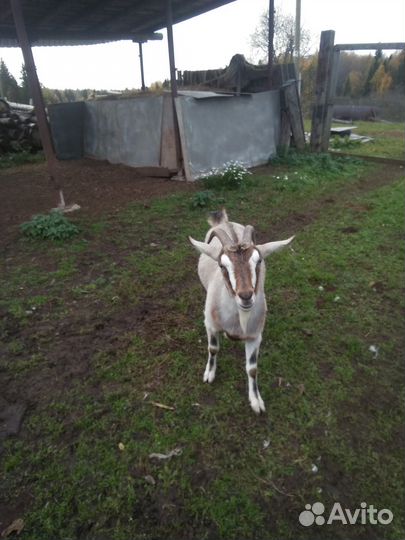 Коза дойная