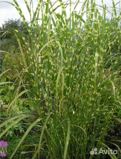 Мискантус китайский Зебрина Пеннисетум лисохвостый