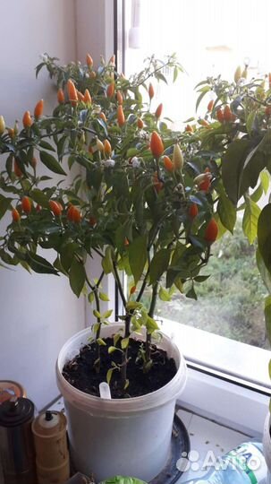 Перец комнатный острый