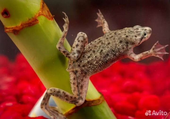 Лягушка карликовая
