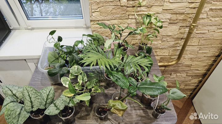 Сциндапсусы, эпипремнумы, сингониумы и др