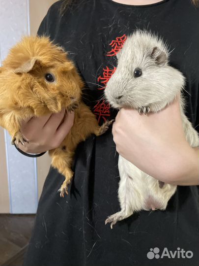 Морская свинка с клеткой