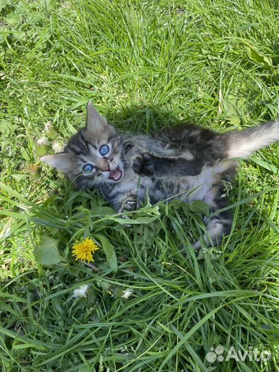 Котята бесплатно