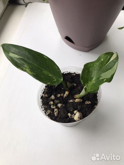 Кобра белая,Бурле Макс,Тай Санрайз,принцесса б