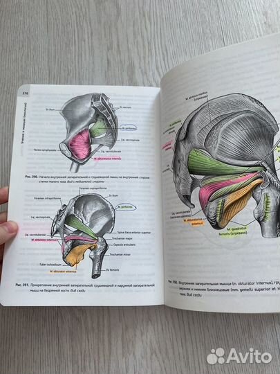 Учебник по анатомии