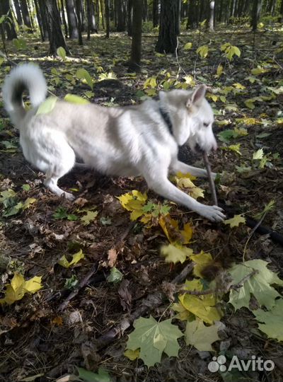 Девочка Юта в добрые руки