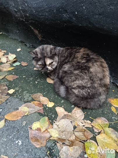 Потерялся кот