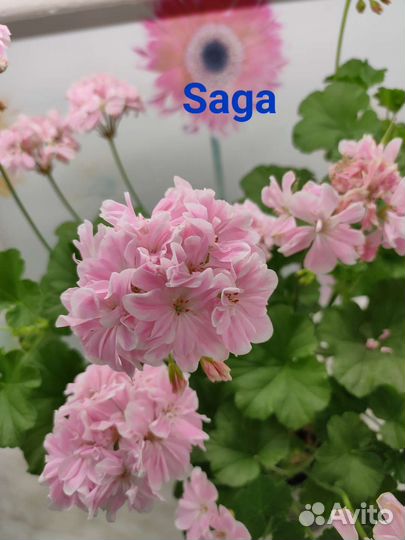 Пеларгония герань сортовая