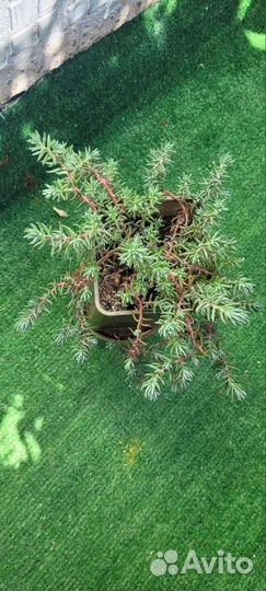 Петуния ампельная,гелиотроп,суккулент