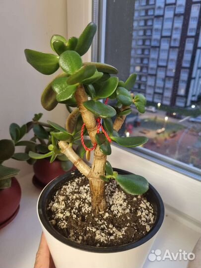 Драцена маргината, толстянка, хлорофитум