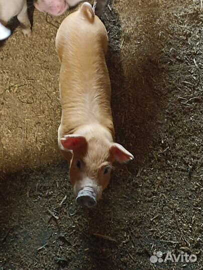 Поросята