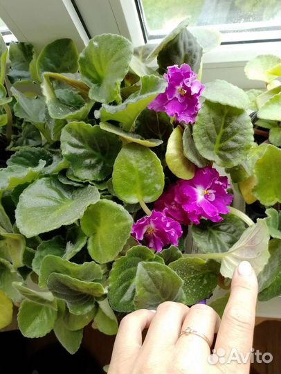 Сортовые фиалки цветущие