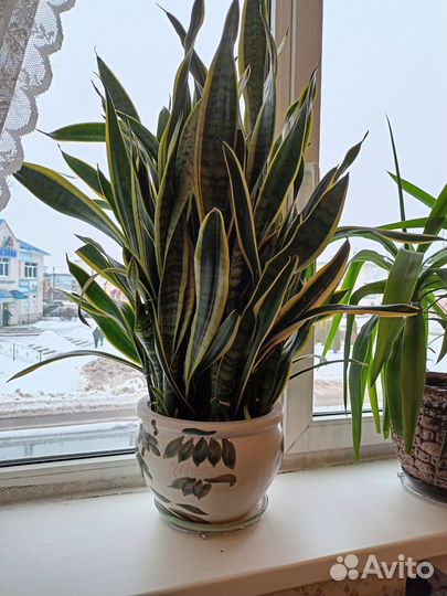 Сансевиерия лауренти