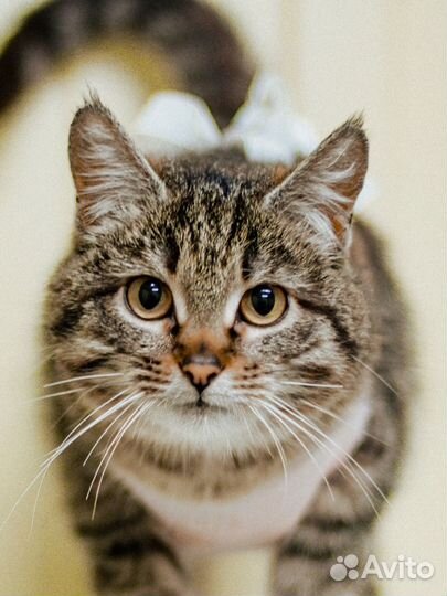 Отдам кошку