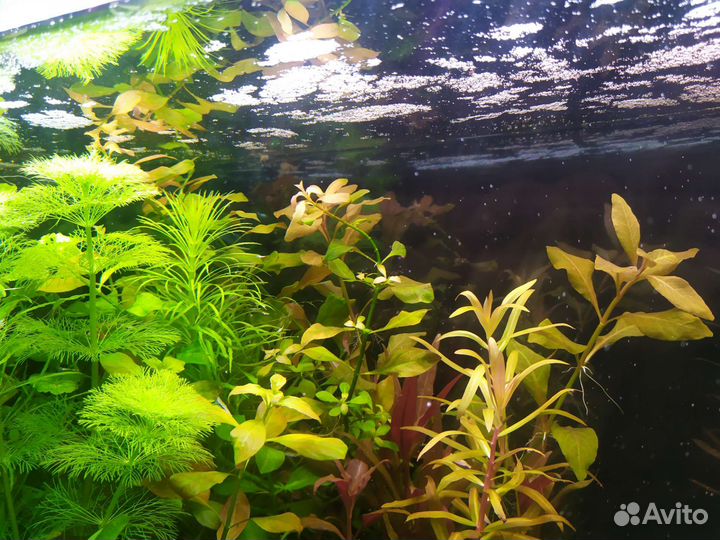 Аквариумные растения. Людвигия, роголистник и тд