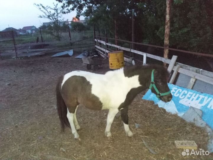 Продается пони