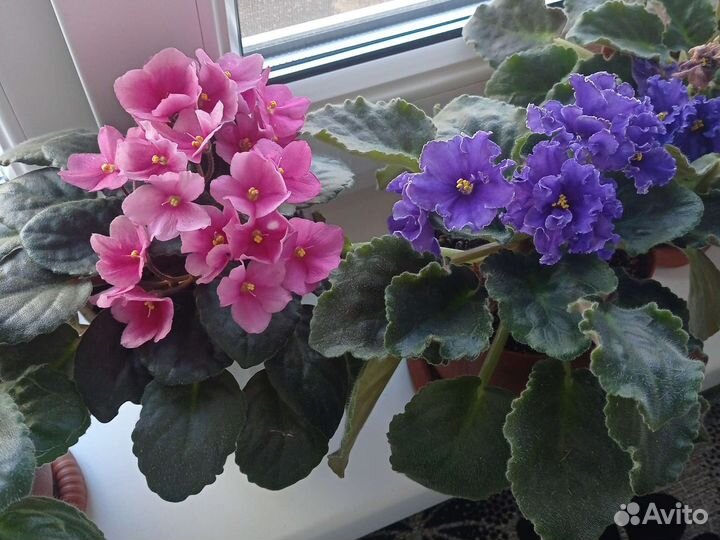 Продам фиалки