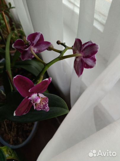 Орхидея
