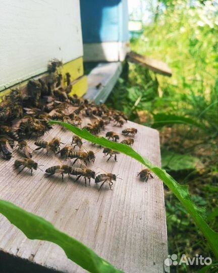 Мёд цветочный натуральный