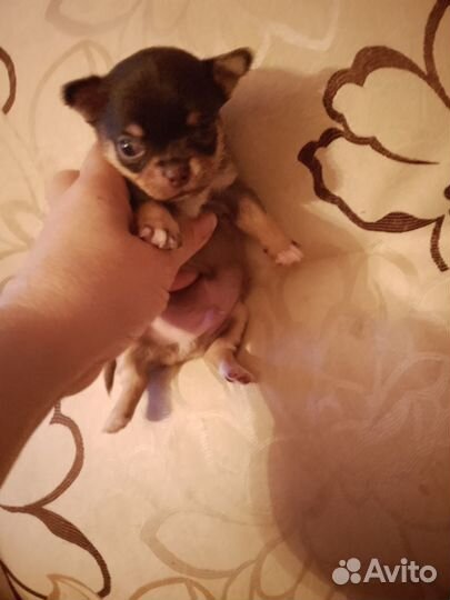 Мальчик чихуа хуа мини