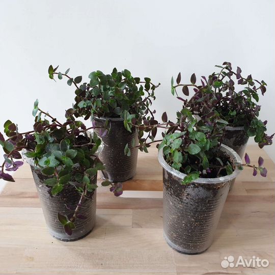 Каллизия Тартл