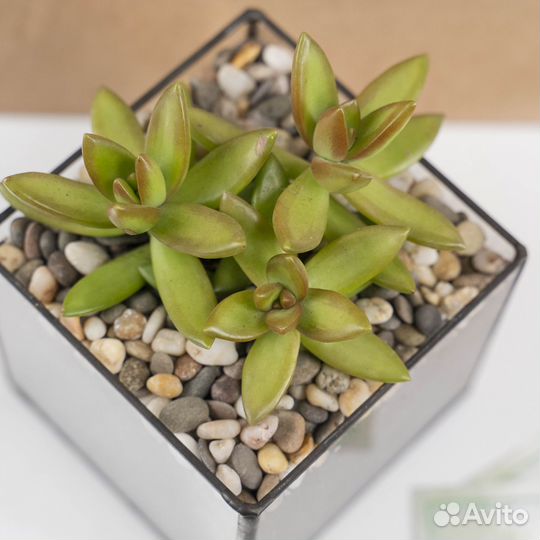 Цветок суккулент в кашпо, презент подарок