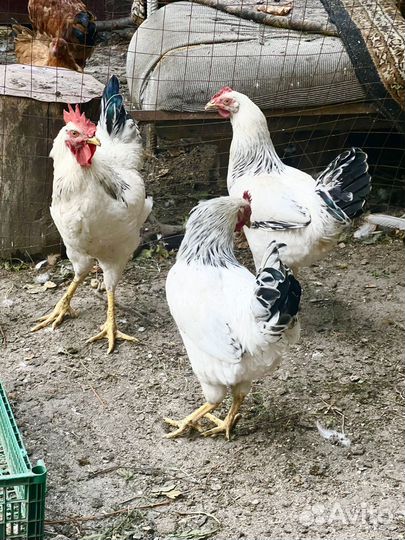 Петухи молодые