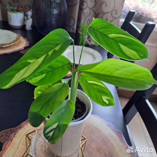 Калотея строманта триколор, Лубберса, Маранта