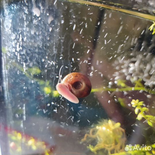 Улитки катушки