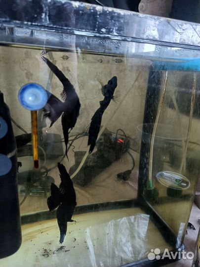 Скалярия черная