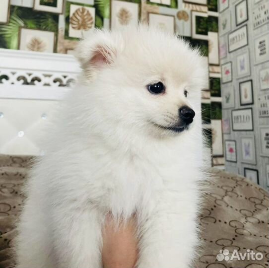 Щенки шпица