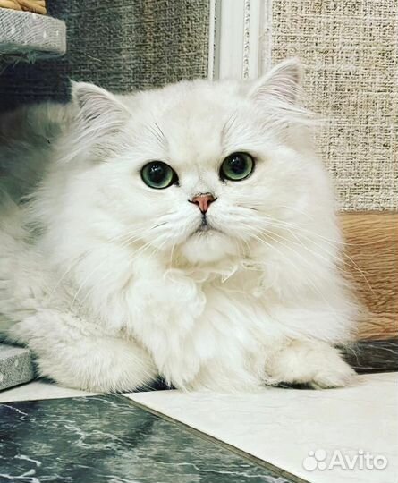 Британский кот на вязку