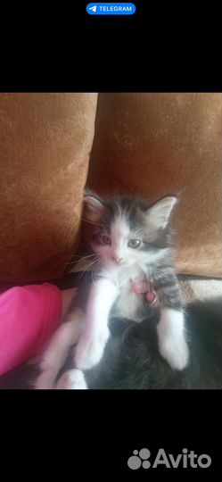 Котятки в добрые руки