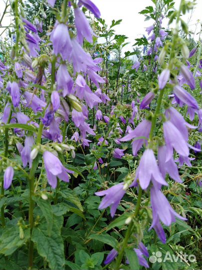 Цветы многолетние