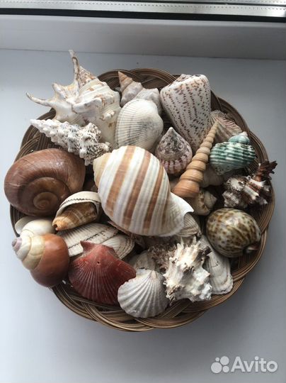 Морские ракушки