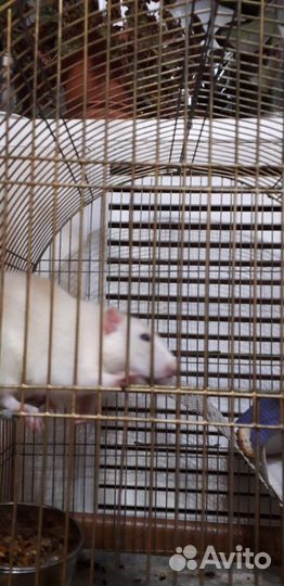 Крыса дамбо мальчик