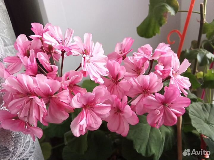 Пеларгонии на срез