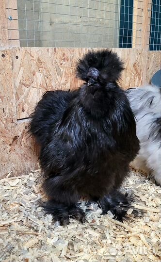 Петух китайский шелковый