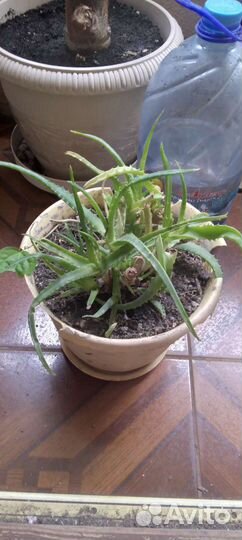 Алоэ лечебный