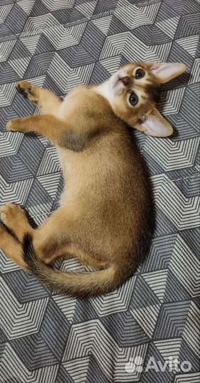 Абиссинская