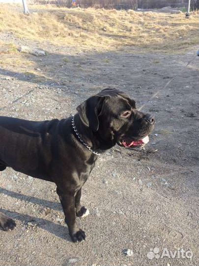 Отдам кане Корсо