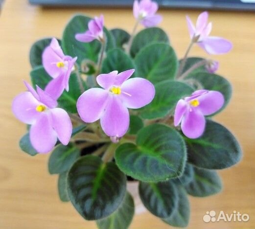 Сортовые фиалки мини/полумини