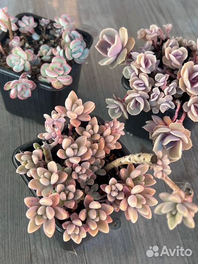 Суккуленты детки эхеверия граптоседум