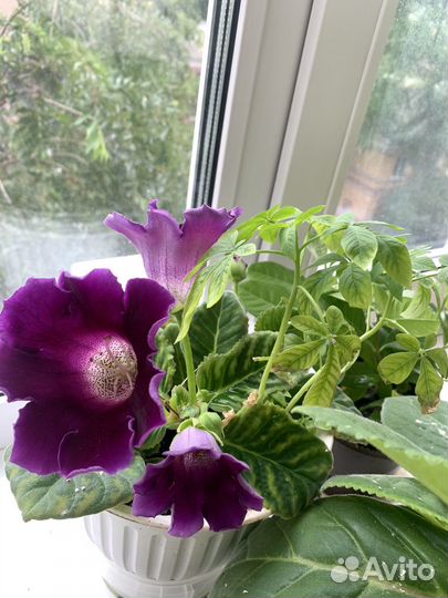 Глоксиния сортовая