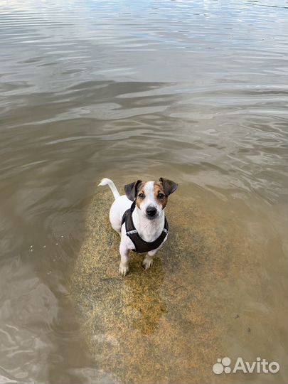 Вязка Джек Рассел терьер