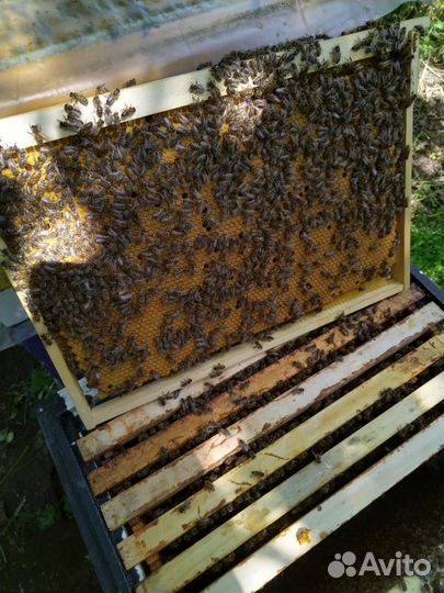 Пчелопакеты Бакфаст