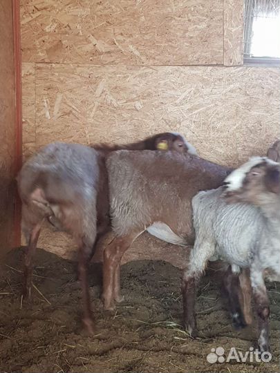 Курдючные бараны овцы