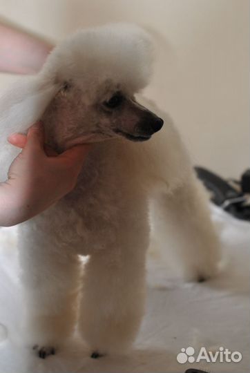 Стрижка собак, грумер-стилист