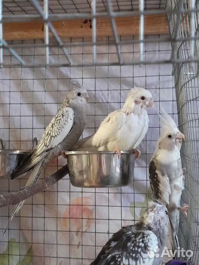 Птенцы корелла